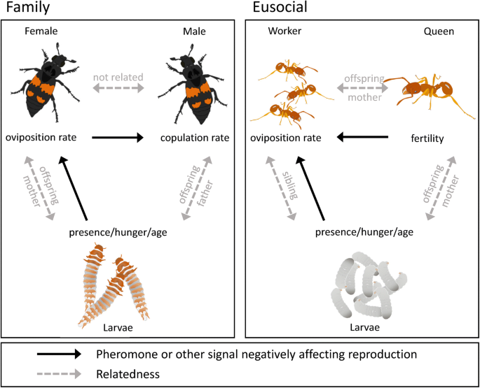 Pheromones Regulating Reproduction In Subsocial Beetles Insights With References To Eusocial Insects Springerlink