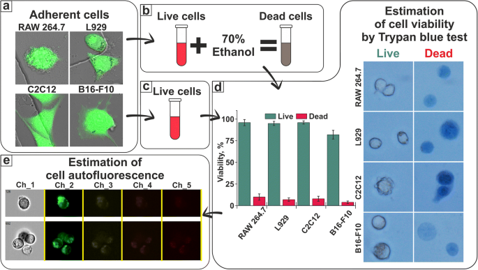 Changes In Autofluorescence Level Of Live And Dead Cells For Mouse Cell Lines Springerlink