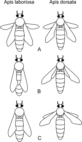 Comparison Of Defense Body Movements Of Apis Laboriosa Apis Dorsata Dorsata And Apis Dorsata Breviligula Honey Bees Springerlink