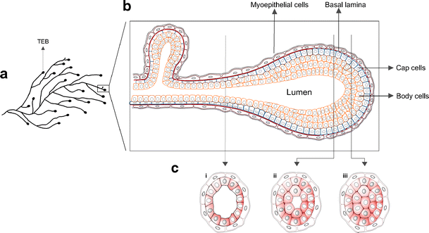 Illuminating the Center: Mechanisms Regulating Lumen Formation and  Maintenance in Mammary Morphogenesis | SpringerLink