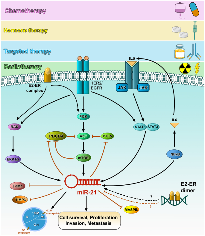 Breast Cancer Response to Therapy: Can microRNAs Lead the Way 