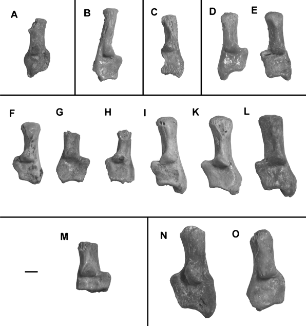 Upper dentitions of various therians from the Cretaceous, Kyzylkum