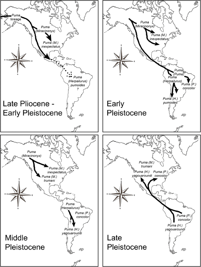 First Record of Puma concolor (Mammalia, Felidae) in the Early-Middle  Pleistocene of South America | SpringerLink