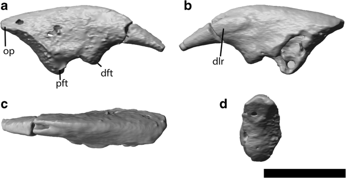 Postcranial Skeleton Of Henkelotherium Guimarotae Cladotheria Mammalia And Locomotor Adaptation Springerlink