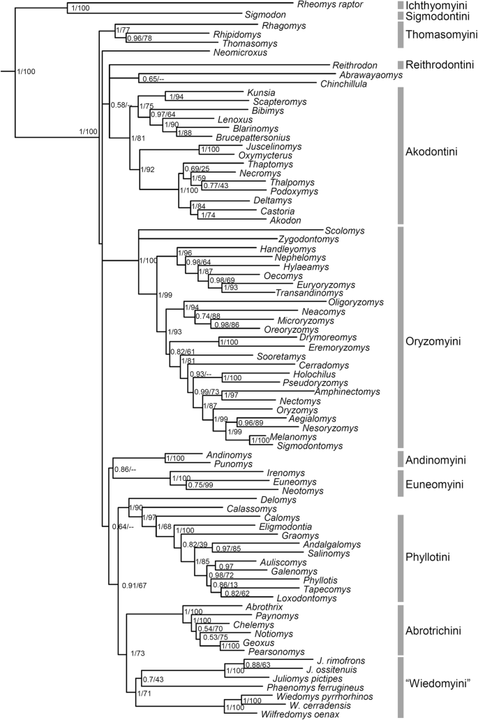 Unraveling Deep Branches of the Sigmodontinae Tree (Rodentia: Cricetidae)  in Eastern South America