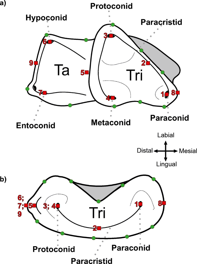Evolution of the Carnassial in Living Mammalian Carnivores (Carnivora, Didelphimorphia, Dasyuromorphia): Diet, Phylogeny, and Allometry | SpringerLink Evolution of the Carnassial in Living Mammalian Carnivores (Carnivora, Didelphimorphia, Dasyuromorphia): Diet, Phylogeny, and Allometry | SpringerLink