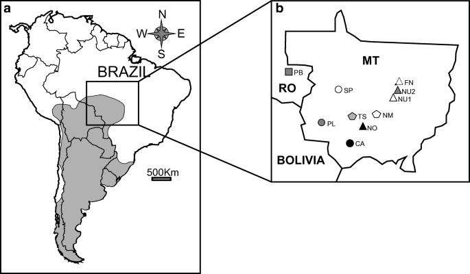Lineages of Tuco-Tucos (Ctenomyidae: Rodentia) from Midwest and Northern  Brazil: Late Irradiations of Subterranean Rodents Towards the Amazon Forest  | SpringerLink