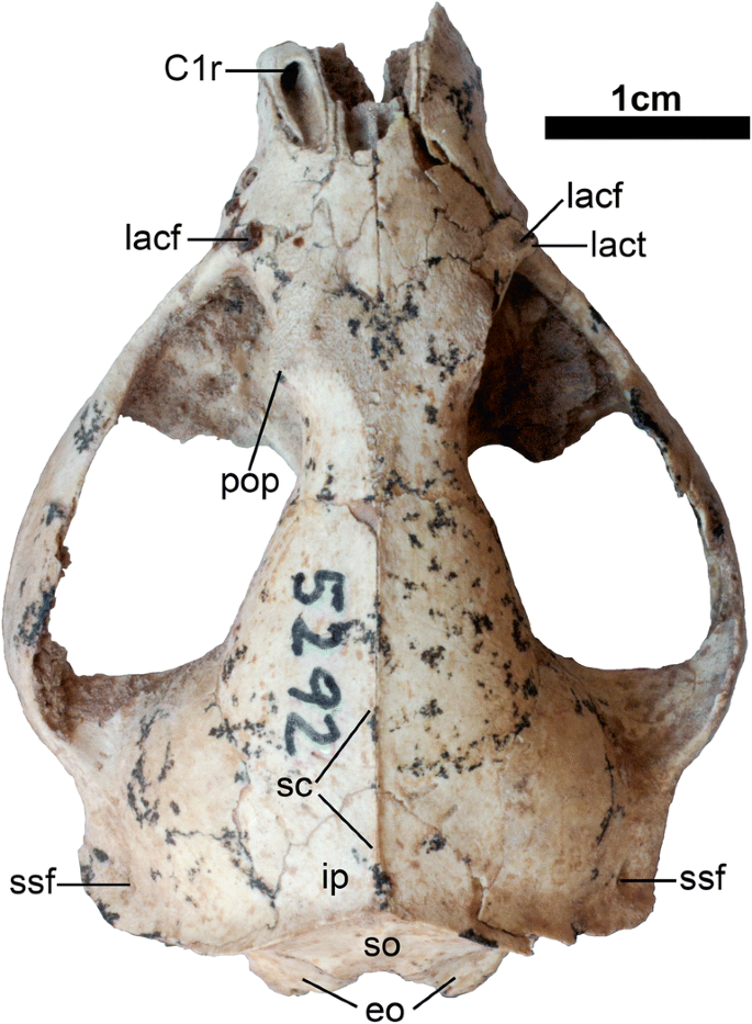 A Nearly Complete Juvenile Skull the Marsupial Sparassocynus derivatus from the Pliocene Argentina, the Affinities of “Sparassocynids”, and Diversification of Opossums (Marsupialia; Didelphimorphia; Didelphidae) |