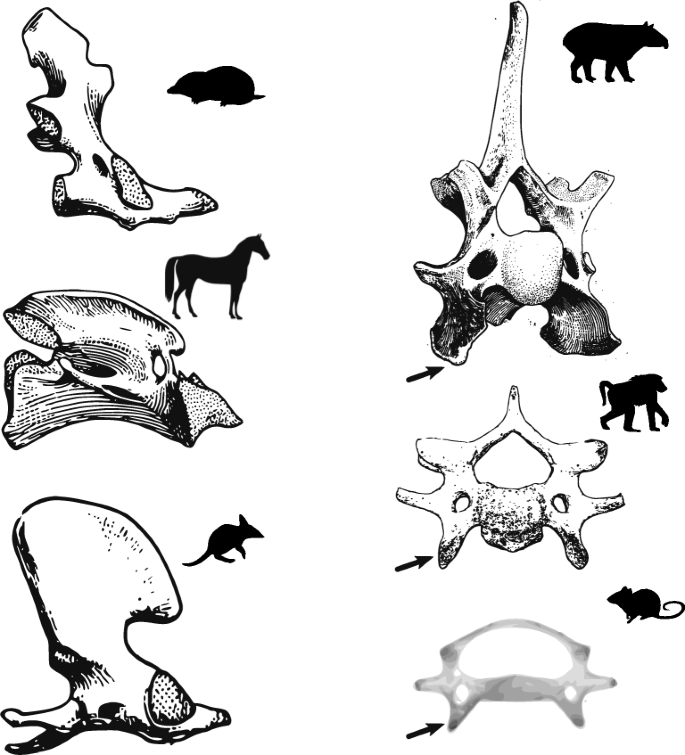 Evolution of the Mammalian Neck from Developmental, Morpho-Functional, and Paleontological Perspectives | SpringerLink Evolution of the Mammalian Neck from Developmental, Morpho-Functional, and Paleontological Perspectives | SpringerLink
