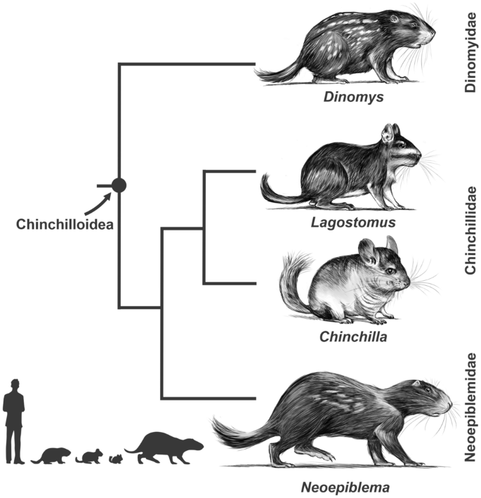 Cavioids, Chinchilloids, and Erethizontoids (Hystricognathi, Rodentia, Mammalia) of the Early Miocene Pampa Castillo Fauna, Chile