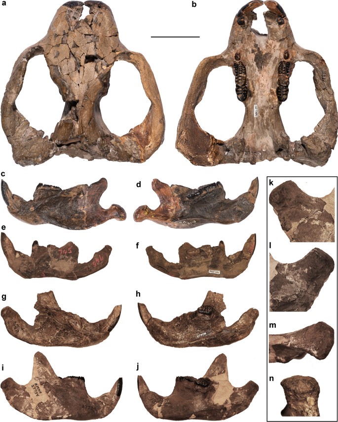 New Skull Material of Taeniolabis taoensis (Multituberculata,  Taeniolabididae) from the Early Paleocene (Danian) of the Denver Basin,  Colorado | SpringerLink