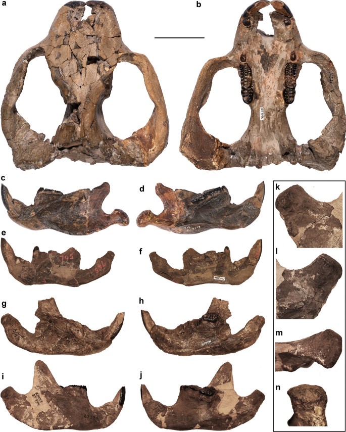 Renderings of stem therians in ventral view. a, b Höövör petrosal