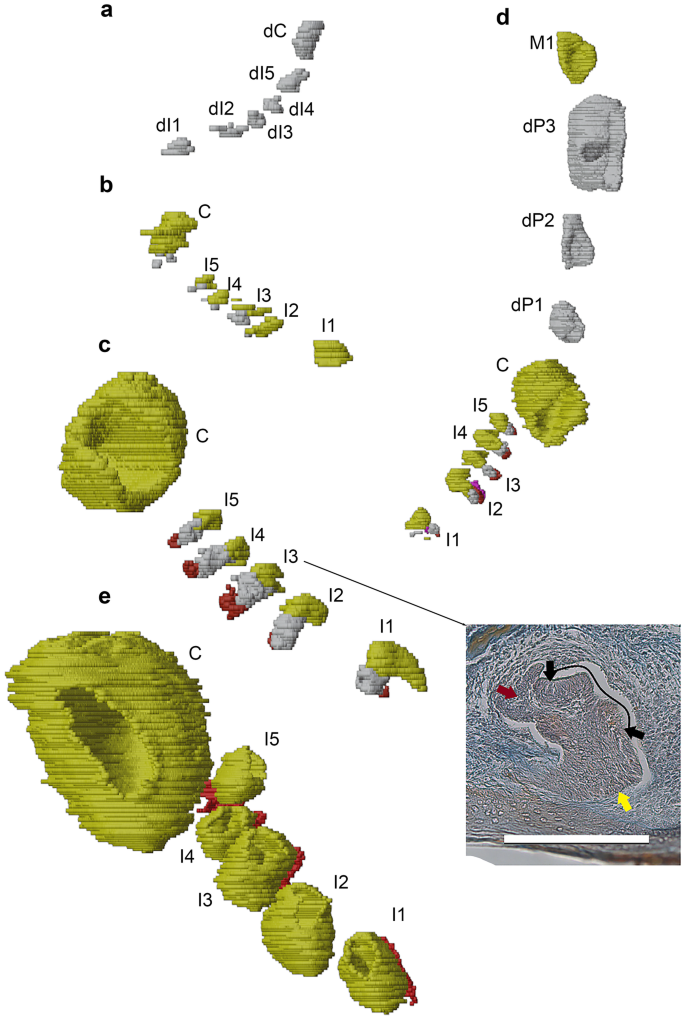 Vestigial structures and variation in the evolution of the  