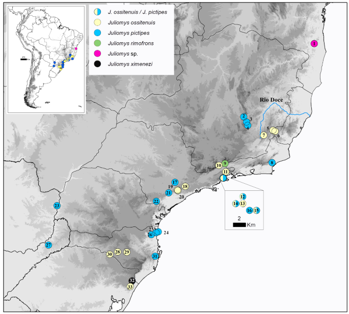 Unraveling Deep Branches of the Sigmodontinae Tree (Rodentia: Cricetidae)  in Eastern South America