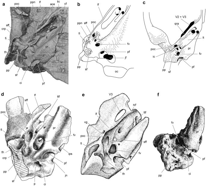 Renderings of stem therians in ventral view. a, b Höövör petrosal