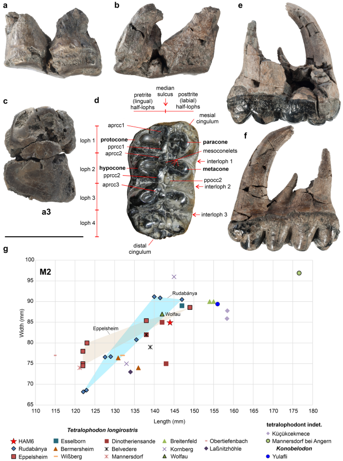 Deinotherium enters the LRT with Gomphotherium