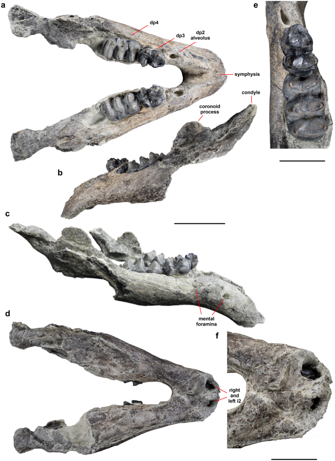 Deinotherium enters the LRT with Gomphotherium