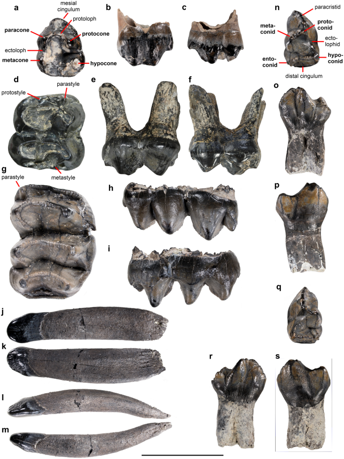 Deinotherium spp. - Carnivora