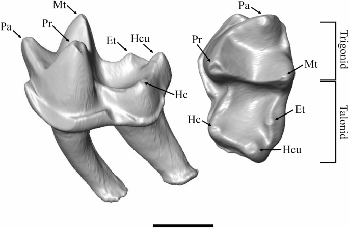 Metaconid Patterns of molar development and loss of the hypoconulid in treeshrews ...
