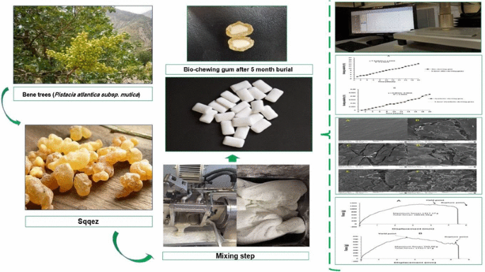 Production of Bio-chewing Gum Based on Saqqez as the Biopolymer: Its  Biodegradability and Textural Properties | SpringerLink