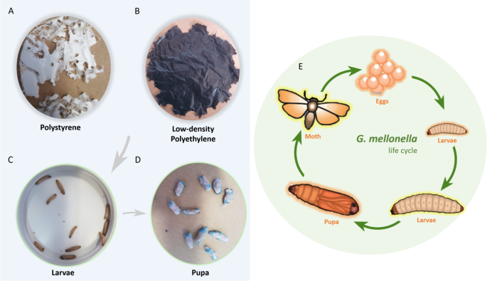 Galleria Mellonella Larvae as an Alternative to Low-Density Polyethylene  and Polystyrene Biodegradation