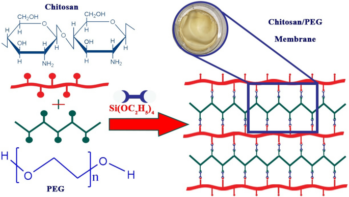 Hybrid Membranes Development Made by Chitosan and Calcium