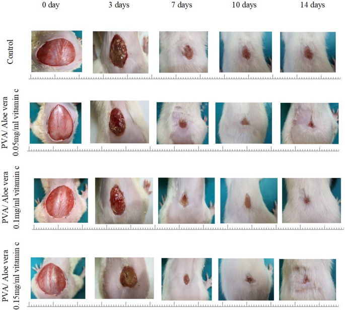 Novel Physically-Crosslinked Caffeine and Vitamin C-Loaded PVA/Aloe Vera  Hydrogel Membranes for Topical Wound Healing: Synthesis, Characterization  and In-Vivo Wound Healing Tests | Journal of Polymers and the Environment |  Springer Nature Link