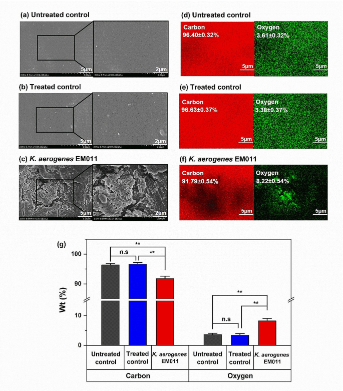 Biodegradation of Ethylene Vinyl Acetate Using Klebsiella aerogenes