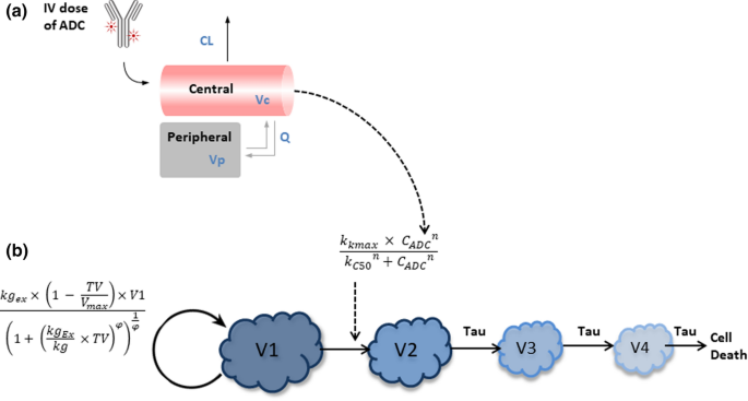 Use of translational modeling and simulation for quantitative comparison of PF-06804103, a new generation HER2 ADC, with Trastuzumab-DM1 | SpringerLink Use of translational modeling and simulation for quantitative comparison of PF-06804103, a new generation HER2 ADC, with Trastuzumab-DM1 | SpringerLink