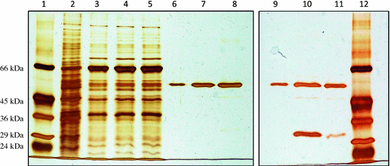 impaired glutathione synthesis Dysregulation of glutathione synthesis in liver disease