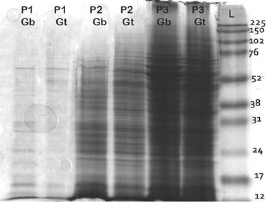 Comparison Of Different Protein Extraction Methods For Gel Based Proteomic Analysis Of Ganoderma Spp Springerlink
