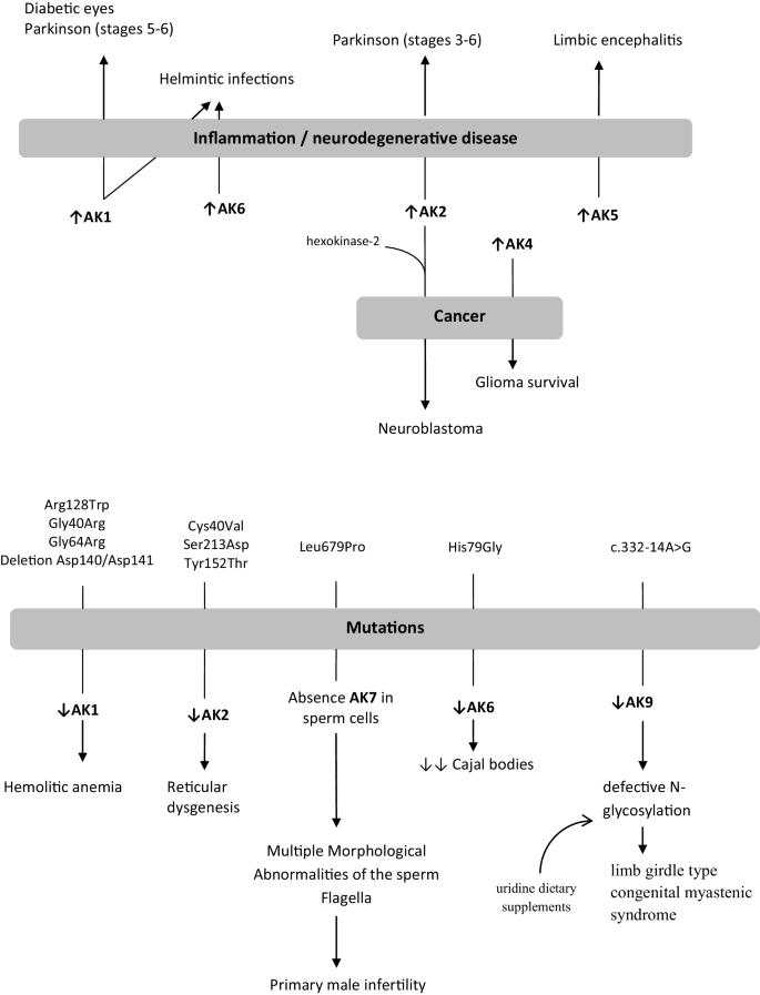 Adenylate kinase 9 is essential for sperm function and male