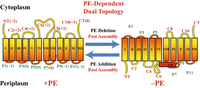 Lipid Assisted Membrane Protein Folding And Topogenesis Springerlink