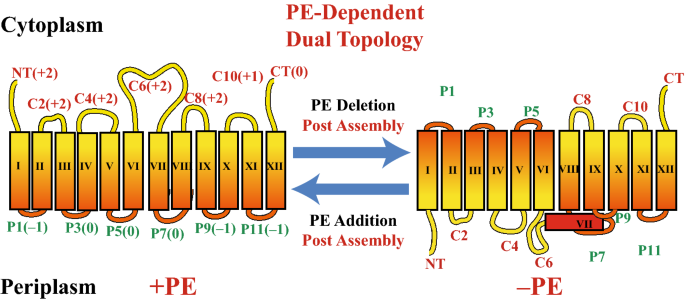 Lipid Assisted Membrane Protein Folding And Topogenesis Springerlink Lipid Assisted Membrane Protein Folding And Topogenesis Springerlink