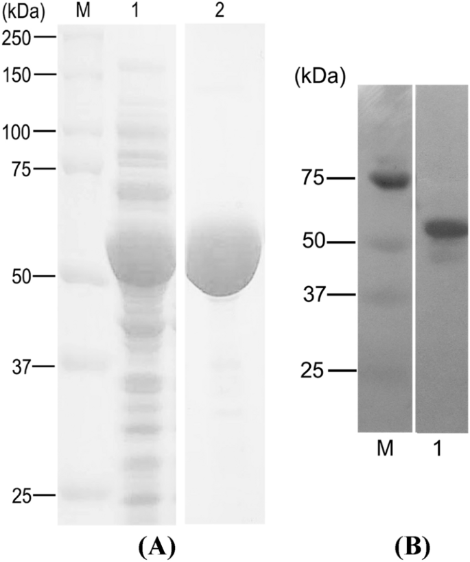 Development of Moloney Murine Leukemia Virus Reverse Transcriptase Fused  with Archaeal DNA-binding Protein Sis7a