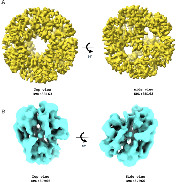Advantages and Limitations of AlphaFold in Structural Biology: Insights ...