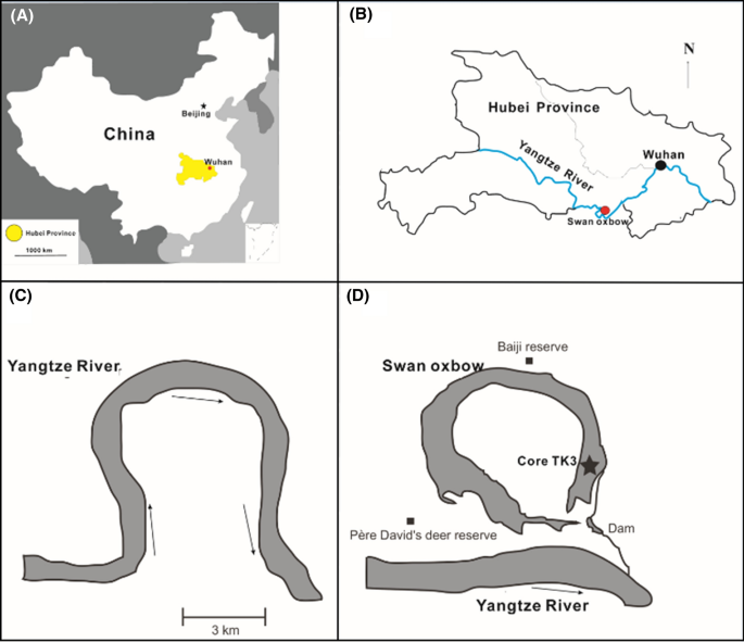 A 40 Year Paleoenvironmental Record From The Swan Oxbow Yangtze River China Inferred From Testate Amoebae And Sedimentary Pigments Springerlink