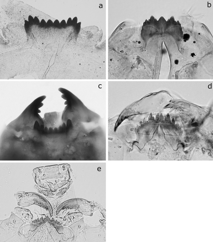 Stenochironomus roquei n. sp., larva. A, antenna, B, labrum, C