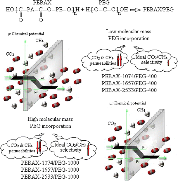 Effects Of Low And High Molecular Mass Peg Incorporation Into Different Types Of Poly Ether B Amide Copolymers On The Permeation Properties Of Co 2 And Ch 4 Springerlink
