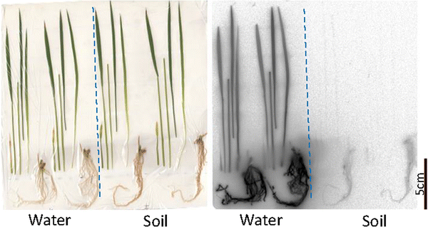 figure 30