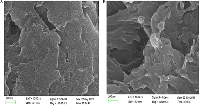 Thin section electron micrograph of (a) D. radiodurans R1 tetrad