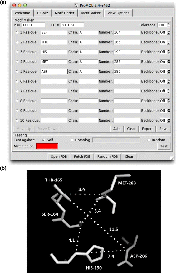 protein motif definition
