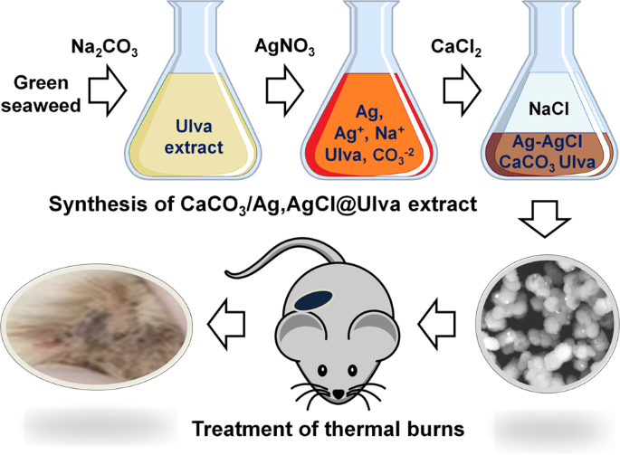 Calcium Carbonate As Silver Carrier In Composite Materials Obtained In Green Seaweed Extract With Topical Applications Springerlink