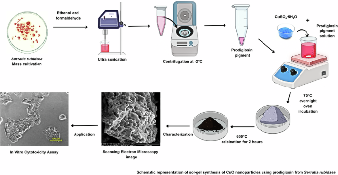 Biogenic sol-gel synthesis of copper oxide nanoparticles using ...