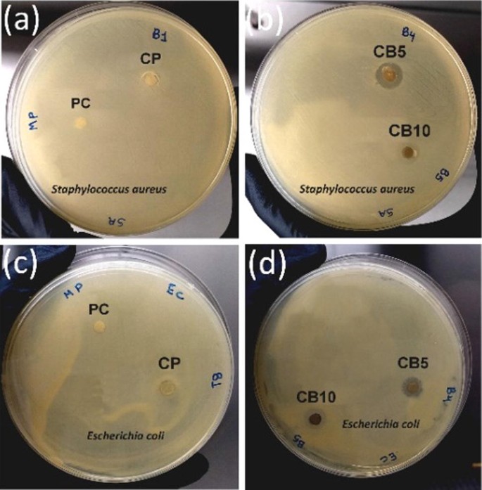 Synthesis And Characterization Of Ag Doped 45s5 Bioglass And Chitosan 45s5 Ag Biocomposites For Biomedical Applications Springerlink