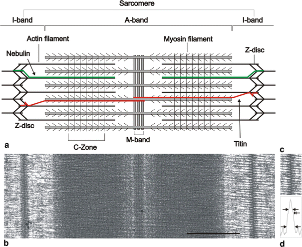 The Vertebrate Muscle Z Disc Sarcomere Anchor For Structure And Signalling Springerlink