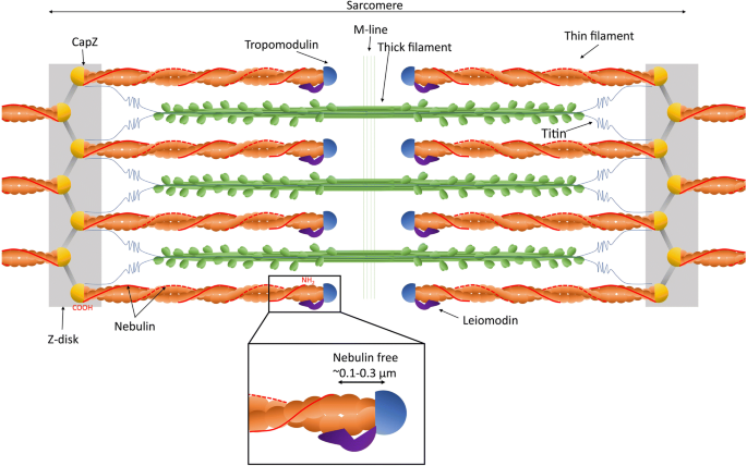 Nebulin Big Protein With Big Responsibilities Springerlink