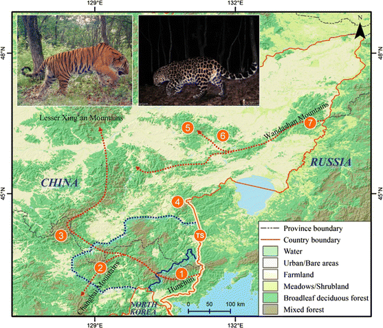 Amur Tigers And Leopards Returning To China Direct Evidence And A Landscape Conservation Plan Springerlink
