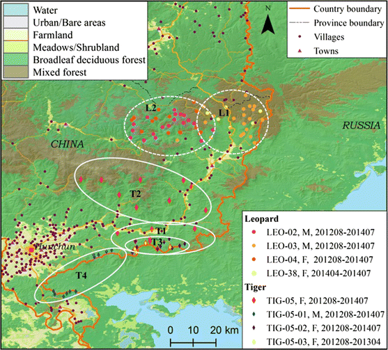 Amur Tigers And Leopards Returning To China Direct Evidence And A Landscape Conservation Plan Springerlink
