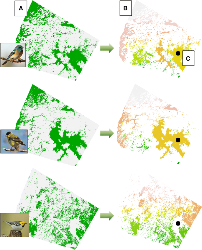 PDF) Bird species that occupy river edge in continuous forest tend to be  less sensitive to forest fragmentation